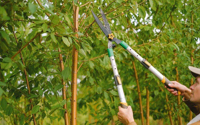 Tree trimming in Keene, ND