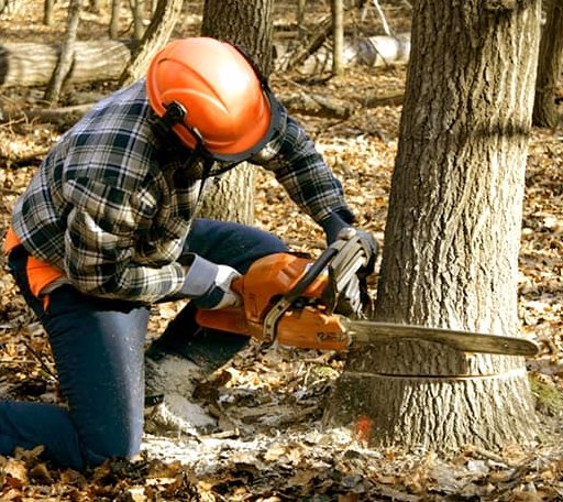 Tree Removal in Keene, ND